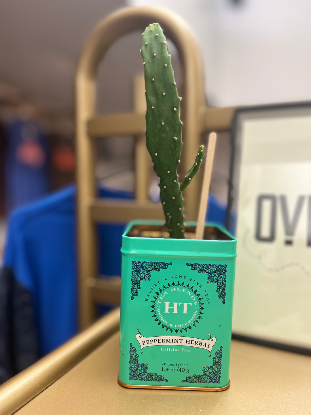 Peppermint Cacti